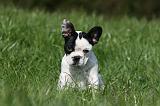 BOULEDOGUE FRANCAIS 1071